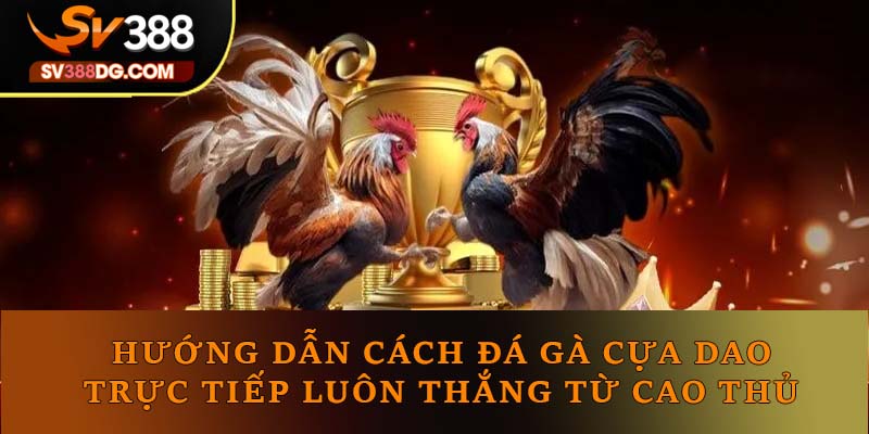 Cách Đá Gà Cựa Dao Trực Tiếp Luôn Thắng Từ Cao Thủ Cách Đá Gà Cựa Dao Trực Tiếp Luôn Thắng Từ Cao Thủ