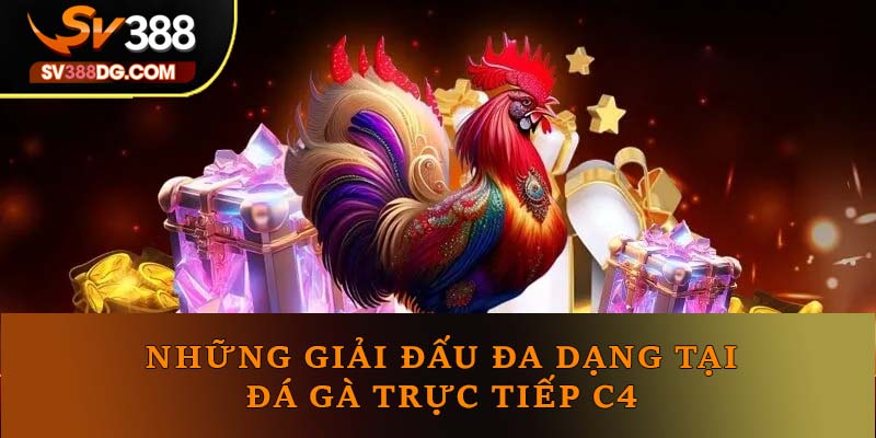 Những giải đấu đa dạng tại đá gà trực tiếp C4 Những giải đấu đa dạng tại đá gà trực tiếp C4