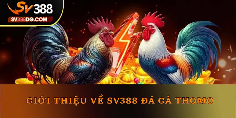 Giới thiệu về SV388 đá gà Thomo Giới thiệu về SV388 đá gà Thomo