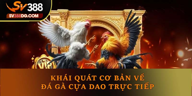 Khái quát cơ bản về đá gà cựa dao trực tiếp Khái quát cơ bản về đá gà cựa dao trực tiếp
