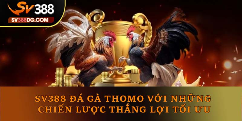 SV388 đá gà Thomo với những chiến lược thắng lợi tối ưu SV388 đá gà Thomo với những chiến lược thắng lợi tối ưu