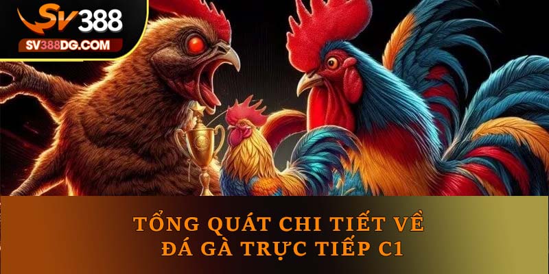 Tổng quát chi tiết về đá gà trực tiếp C1 Tổng quát chi tiết về đá gà trực tiếp C1